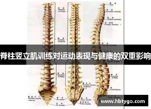 脊柱竖立肌训练对运动表现与健康的双重影响